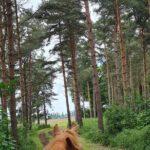 Horse drawn carriage ride york - The Value and Practical Considerations