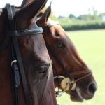 Horse & Polo in Windsor, UK - Who Should Book This Tour?