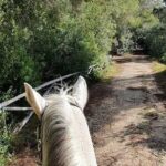 Horse ride in a Salento Nature Reserve with transfer from Lecce - The Practical Details: Transport, Group Size, and Booking