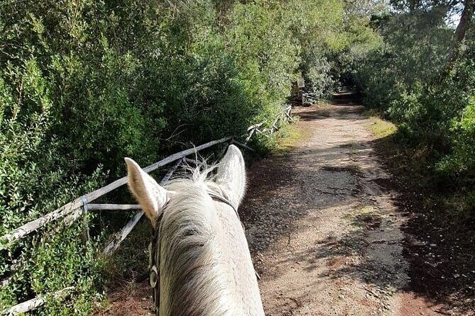 Horse ride in a Salento Nature Reserve with transfer from Lecce - The Practical Details: Transport, Group Size, and Booking
