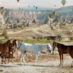Horse Riding Cappadocia- Cappadocia Horse Farm - Authenticity and Quality