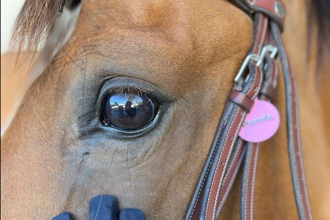 Horse Riding in Aveiro - Ílhavo - The Experience in Detail