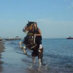 Horse Riding in Manavgat Side Forest and Beach - Why This Tour Offers Value and Authenticity