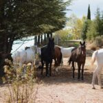 Horse Riding Madrid Natural Park (long Trip) - Who Should Book This Tour?