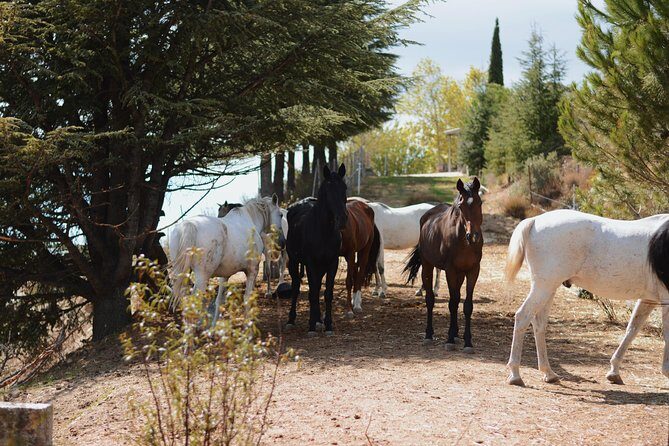 Horse Riding Madrid Natural Park (long Trip) - Who Should Book This Tour?