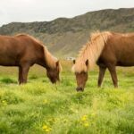 Horse Riding Tour in Reykjadalur (Smoky Valley)-All Riding Levels - The Value of the Experience