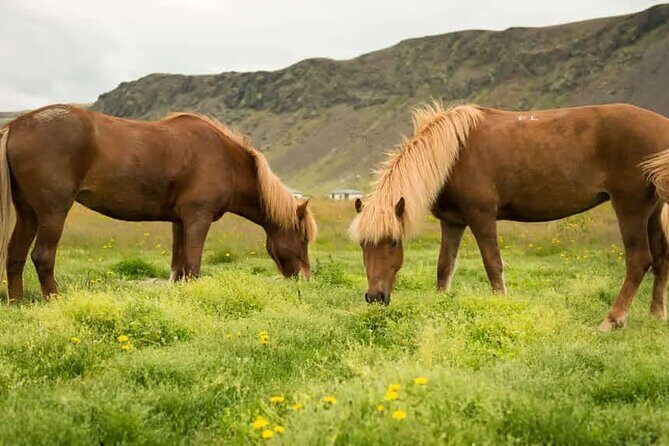 Horse Riding Tour in Reykjadalur (Smoky Valley)-All Riding Levels - The Value of the Experience