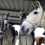 Horseback Riding by the beach or mountain in Tarifa, Spain - 1 to 2 hrs - Why This Tour Works Well