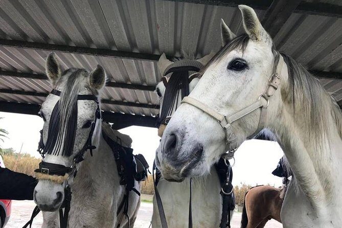 Horseback Riding by the beach or mountain in Tarifa, Spain - 1 to 2 hrs - Why This Tour Works Well