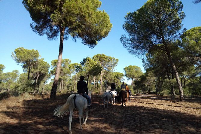 Horseback Riding Experience in Aljarafe, Doñana park from Seville - Why This Experience Is Worth It