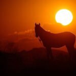 Horseback Riding Tour in Cappadocia ( Include Transfer ) - Comparing with Similar Experiences