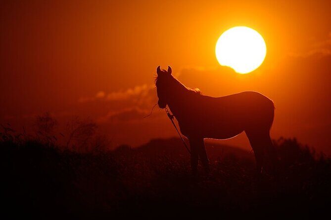 Horseback Riding Tour in Cappadocia ( Include Transfer ) - Comparing with Similar Experiences