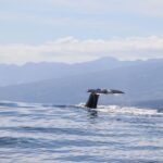 Horta: Whale and Dolphin Watching Expedition - Authenticity and Value: What Sets It Apart