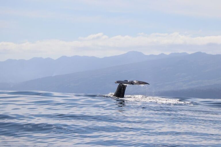 Horta: Whale and Dolphin Watching Expedition - Authenticity and Value: What Sets It Apart