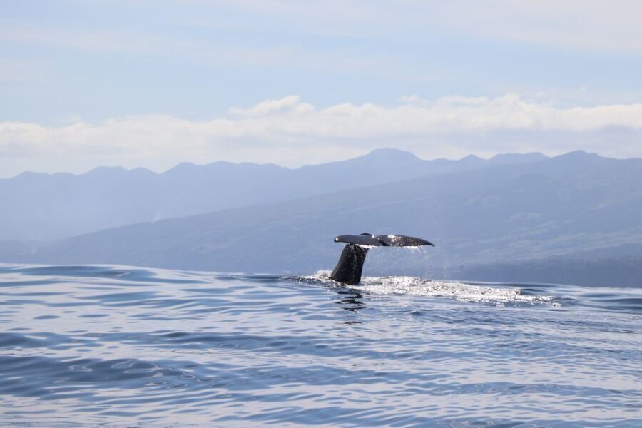 Horta: Whale and Dolphin Watching Expedition - Authenticity and Value: What Sets It Apart