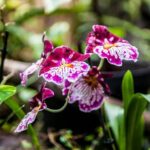 House of the Butterflies of the Collodi Pinocchio Polycentric Park - The Sum Up: Is This Tour Worth It?