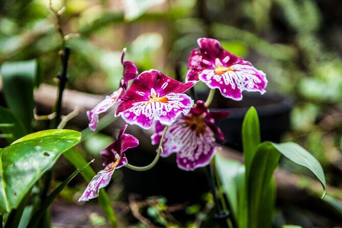 House of the Butterflies of the Collodi Pinocchio Polycentric Park - The Sum Up: Is This Tour Worth It?