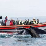 Húsavík: Big Whales and Puffin Island Speedboat Tour - The Itinerary Breakdown