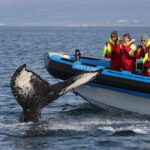 Húsavík: Original Big Whale Safari & Puffins by Speedboat - Price, Value, and Practical Tips