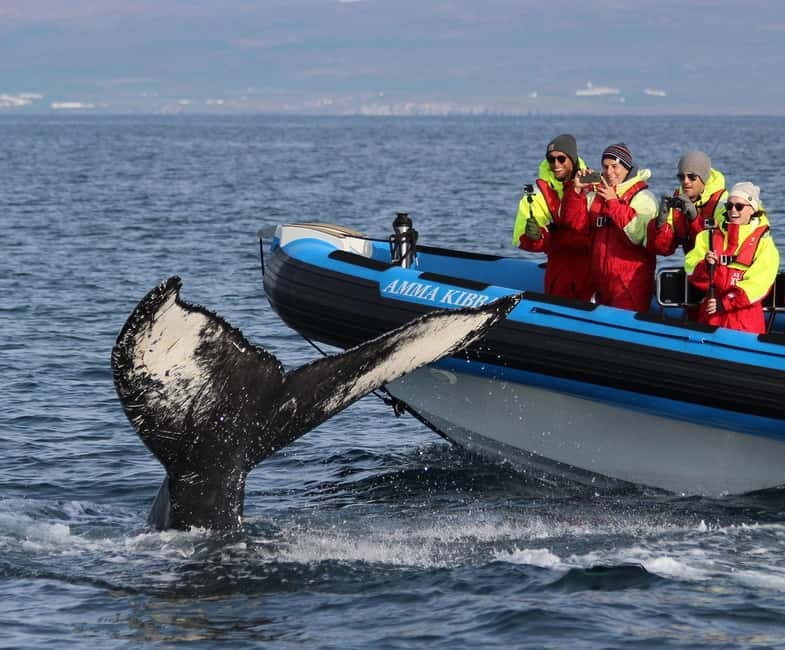 Húsavík: Original Big Whale Safari & Puffins by Speedboat - Price, Value, and Practical Tips