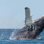 Húsavík: Traditional Whale Watching by Local Family Company - The Value of the Tour