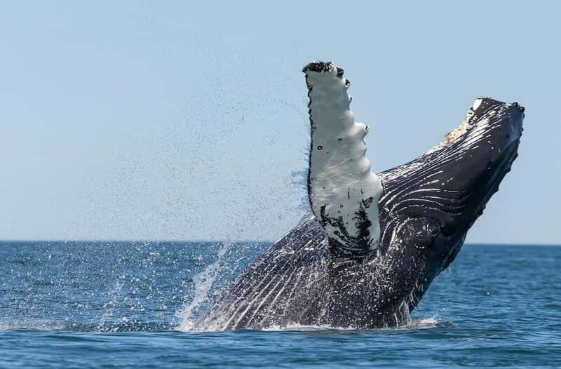 Húsavík: Traditional Whale Watching by Local Family Company - The Value of the Tour