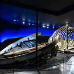 Húsavík: Whale Museum Entry Ticket - What Makes Visiting the Húsavík Whale Museum Worthwhile?