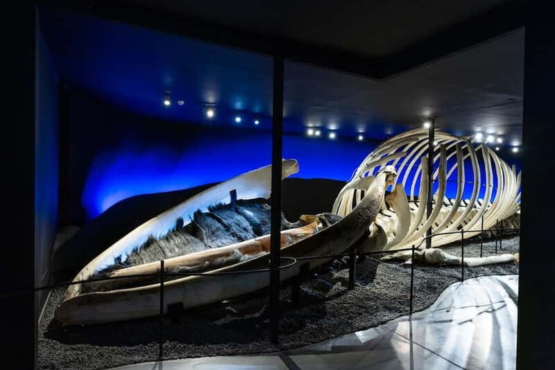 Húsavík: Whale Museum Entry Ticket - What Makes Visiting the Húsavík Whale Museum Worthwhile?