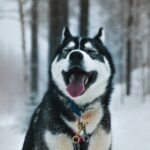 Husky Adventure with 6-10km Safari in Lapland - Key Points