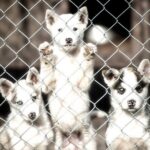 Husky cuddle at Fjälläventyr Dog Park - admission ticket - Who Will Love This Experience?