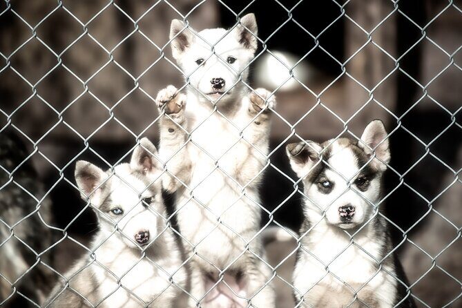 Husky cuddle at Fjälläventyr Dog Park - admission ticket - Who Will Love This Experience?