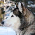 Husky Dog Sledding Tour From Riga - Final Words
