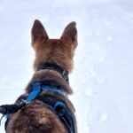 Husky Hike, Snowshoe hike with huskies - Authentic Experiences and Unique Touches