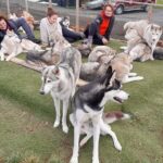 Husky Petting in Akureyri (private) - What Makes This Tour Stand Out?