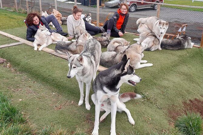 Husky Petting in Akureyri (private) - What Makes This Tour Stand Out?