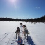 Husky Safari from Levi 2 KM or 5 KM with Husky Sledge Ride - The Comfort and Convenience