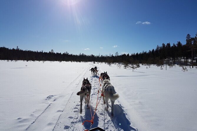 Husky Safari from Levi 2 KM or 5 KM with Husky Sledge Ride - The Comfort and Convenience