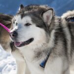 Husky Sledding Ride in Levi - In The Sum Up