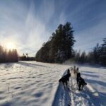 Husky Sledding Tour - What to Expect from the Husky Sledding Tour