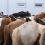 Hveragerdi: Countryside Charm Horse Riding Tour - Practicalities and Tips