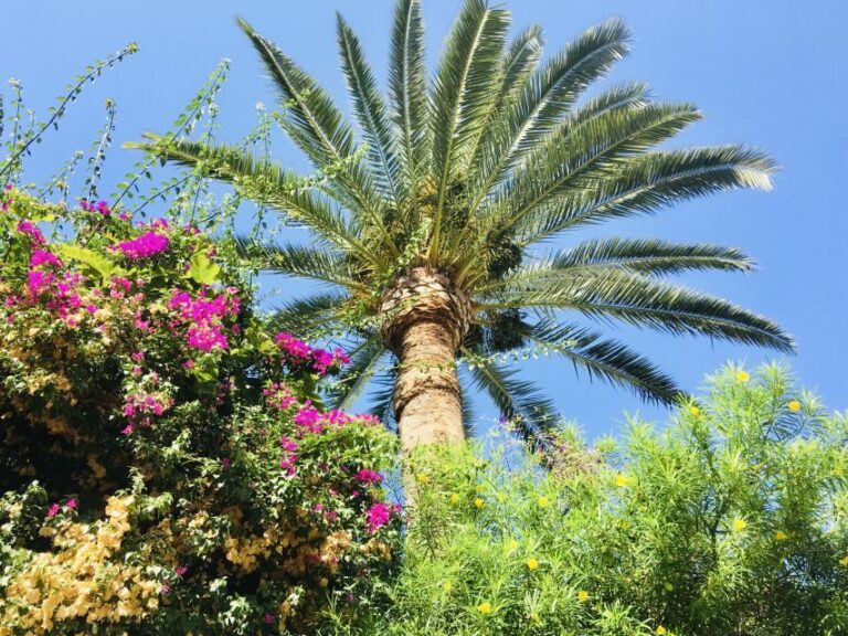 Ibiza: Old Town Guided Walking Tour - Why This Tour Stands Out