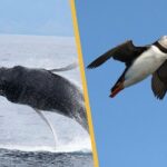 Iceland Super Saver: Puffin Cruise plus Whale-Watching Tour from Reykjavik - Whale-Watching: Majestic Giants in the Open Sea