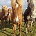 Iceland: Volcanic Landscape Horse Riding Tour - The Itinerary in Detail