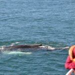 Icelandic Horse Riding and Whale Watching Cruise from Reykjavík - The Itinerary: What to Expect