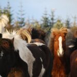 Icelandic Horse Riding and Whale Watching Tour from Reykjavik - Why This Tour Is a Great Choice