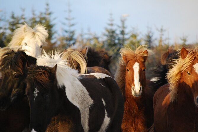 Icelandic Horse Riding and Whale Watching Tour from Reykjavik - Why This Tour Is a Great Choice