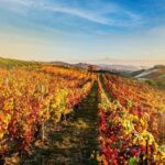 Il Monsù: A Journey through Nebbiolo, Barbaresco, and Barolo - Exploring the Winery and Vineyard Terroir
