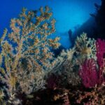 Immersion in Banco Santa Croce from Sorrento with Expert Guide - Why This Dive Tour Offers Good Value