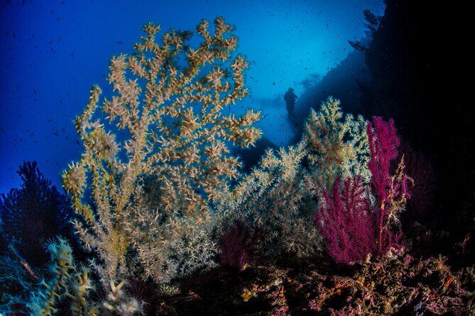 Immersion in Banco Santa Croce from Sorrento with Expert Guide - Why This Dive Tour Offers Good Value