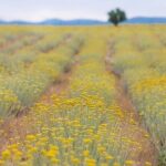 Immortelle farm island Krk - Practical Details